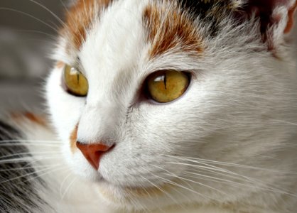 Cat Portrait photo