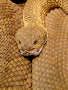 Brown And White Snake