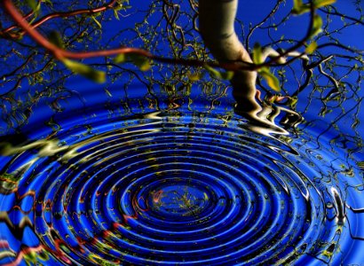 Rings Of Water Reflecting Trees