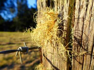 Barbed Fungi