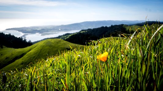 California Poppy On Mount Tamalpais