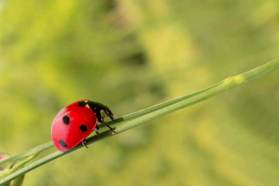 Insect Ladybird Beetle Close Up