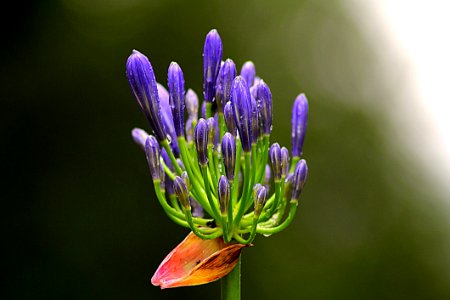 Flower Flora Plant Purple