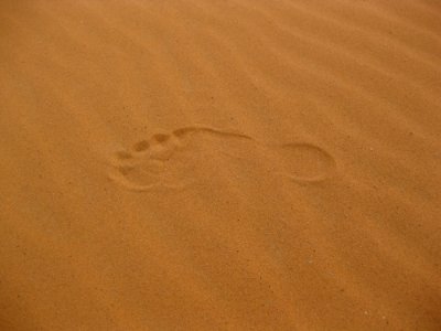 Erg Sand Brown Desert