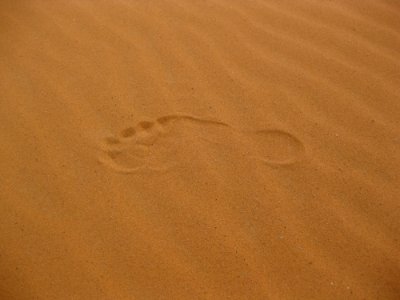 Erg Sand Brown Desert photo