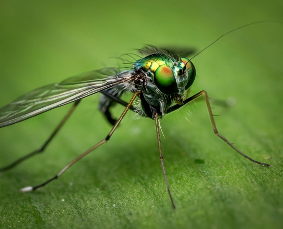 Insect Invertebrate Pest Macro Photography