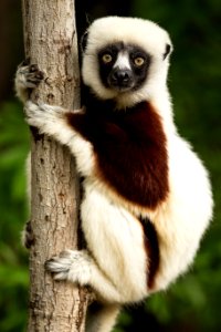 Lemur Fauna Primate Terrestrial Animal