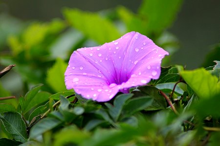 Flower Plant Flora Leaf