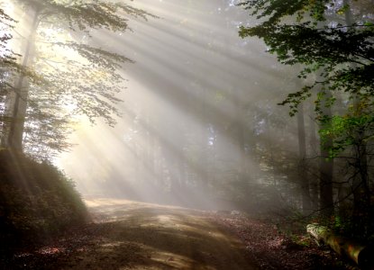 Nature Mist Forest Tree photo