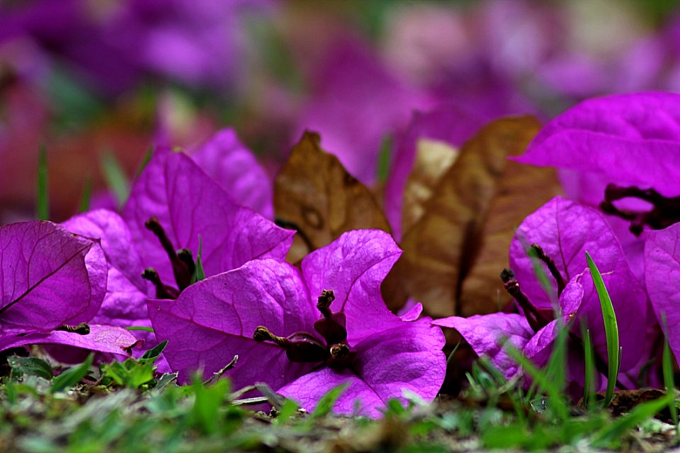 Flower Plant Flora Pink