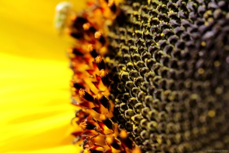 Honey Bee Bee Yellow Sunflower photo