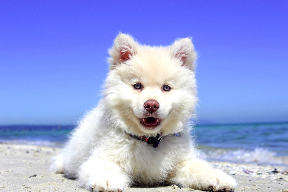 Dog Dog Like Mammal Volpino Italiano Dog Breed
