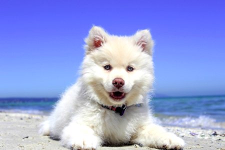 Dog Dog Like Mammal Volpino Italiano Dog Breed