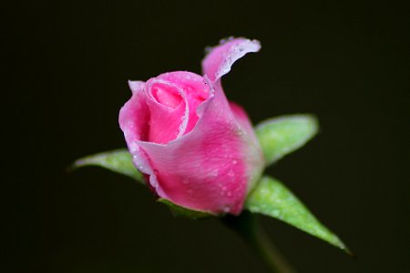 Flower Pink Rose Family Flora