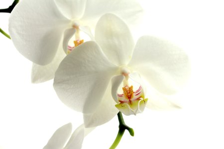 Flower White Flowering Plant Moth Orchid