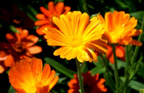 Flower Plant Flora Calendula photo