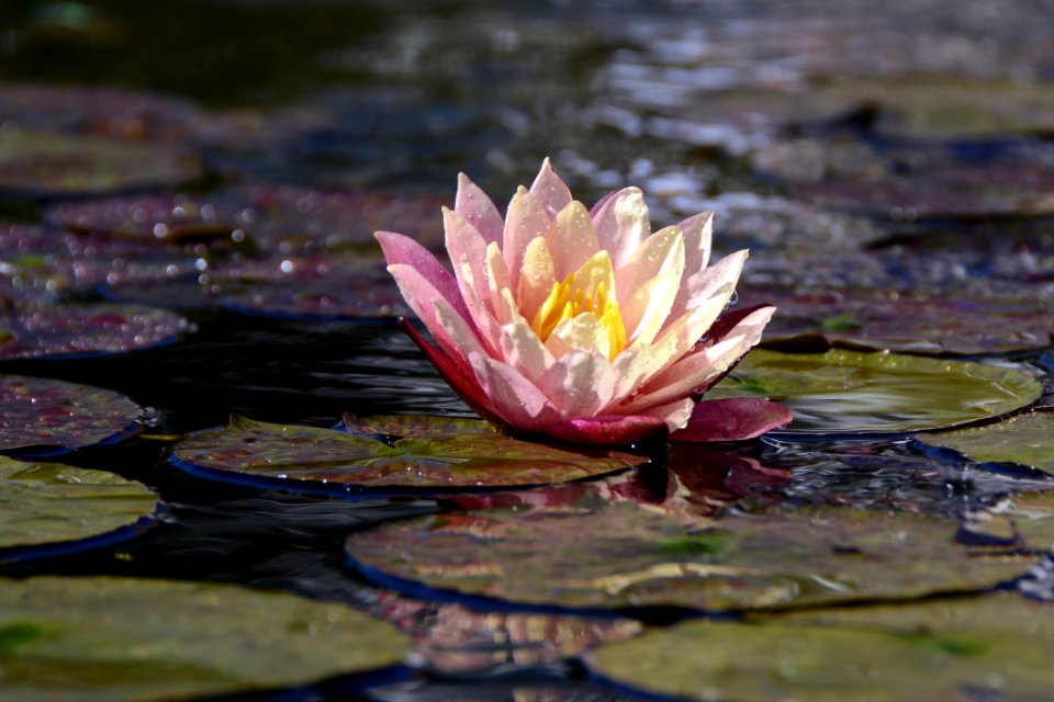 Flower Water Flora Reflection