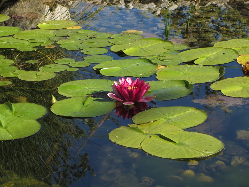Bloom nature nuphar