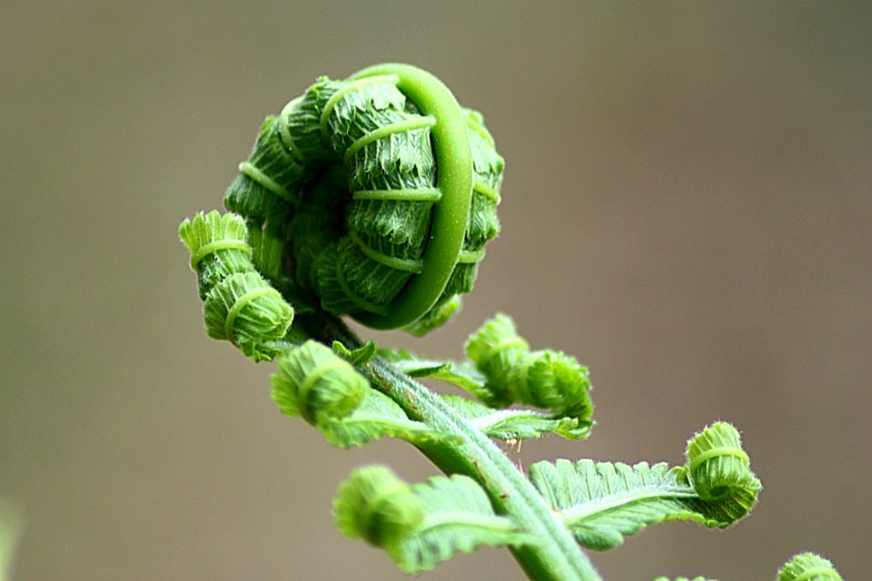 Close Up Organism Plant Plant Stem