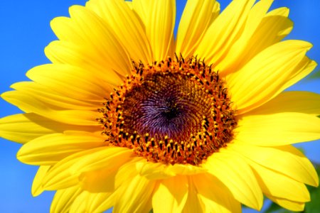 Flower Sunflower Yellow Sunflower Seed photo