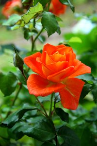 Flower Rose Rose Family Plant