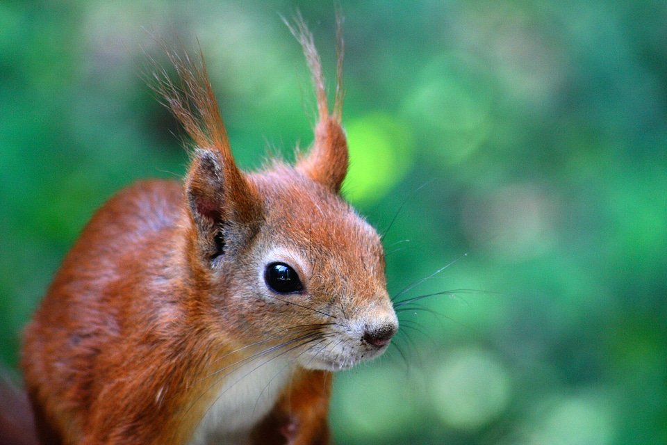 Squirrel animals nature