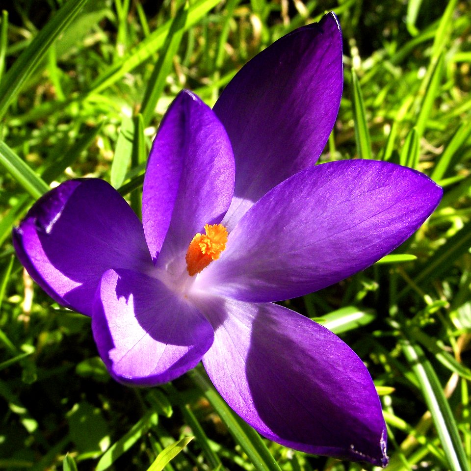 Flower Crocus Plant Flowering Plant