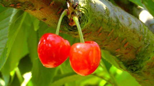 Fruit Cherry Fruit Tree Plant photo