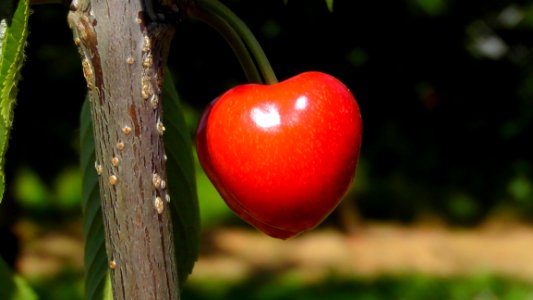 Fruit Cherry Malpighia Acerola Family photo