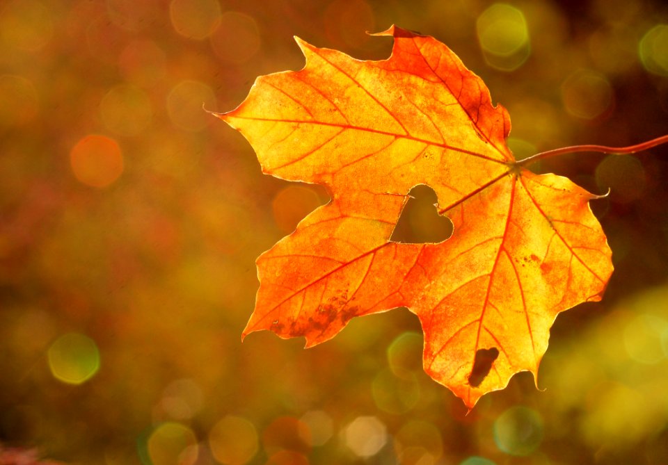 Maple Leaf Leaf Autumn Deciduous photo