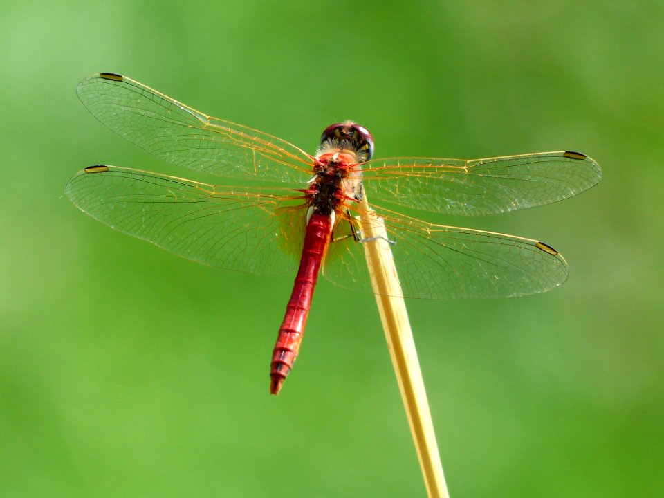 Dragonfly Insect Dragonflies And Damseflies Damselfly