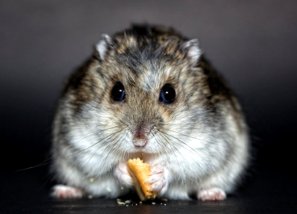 Hamster Mouse Muroidea Fauna