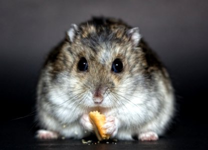 Hamster Mouse Muroidea Fauna photo