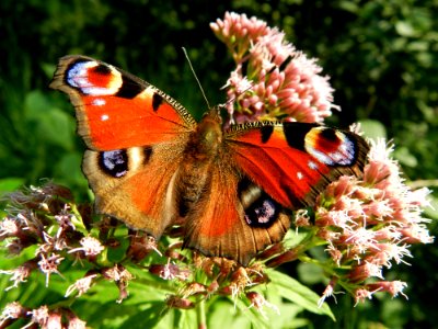 Butterfly Insect Moths And Butterflies Brush Footed Butterfly photo