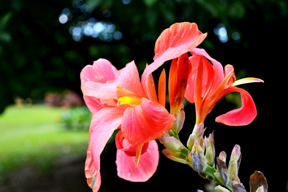 Flower Plant Pink Flora