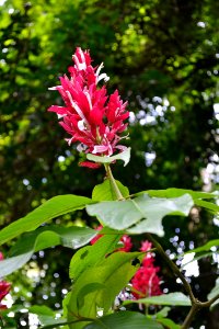 Plant Flora Flower Flowering Plant