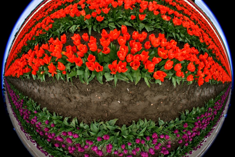 Flower Plant Flowering Plant Flowerpot