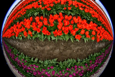 Flower Plant Flowering Plant Flowerpot