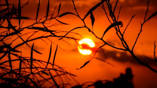 Branch Sky Sun Sunrise