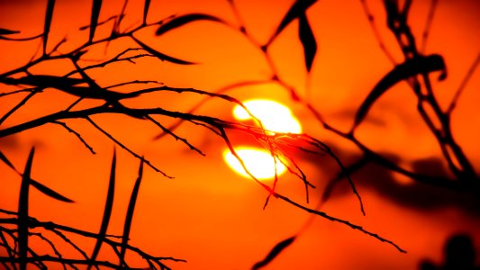 Branch Sky Sun Leaf