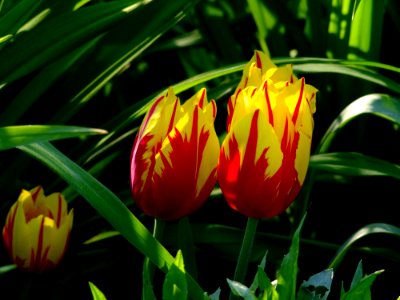 Flower Plant Flowering Plant Tulip