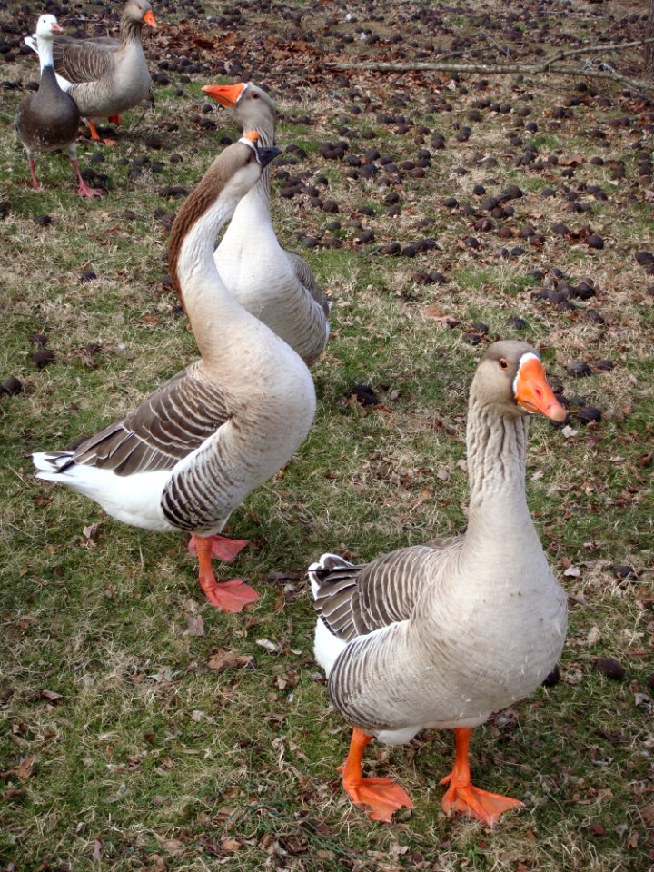 Bird Goose Water Bird Ducks Geese And Swans