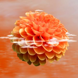Flower Orange Dahlia Petal