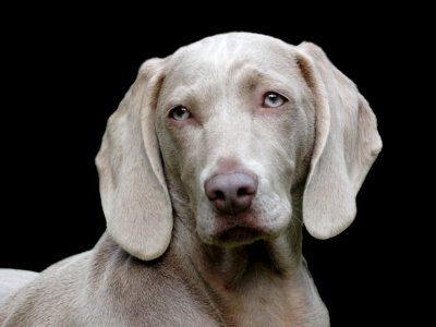 Weimaraner Dog Breed Dog Dog Like Mammal photo