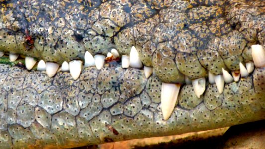 Crocodilia Crocodile Reptile Fauna