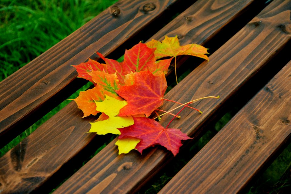 Leaf Yellow Autumn Flora