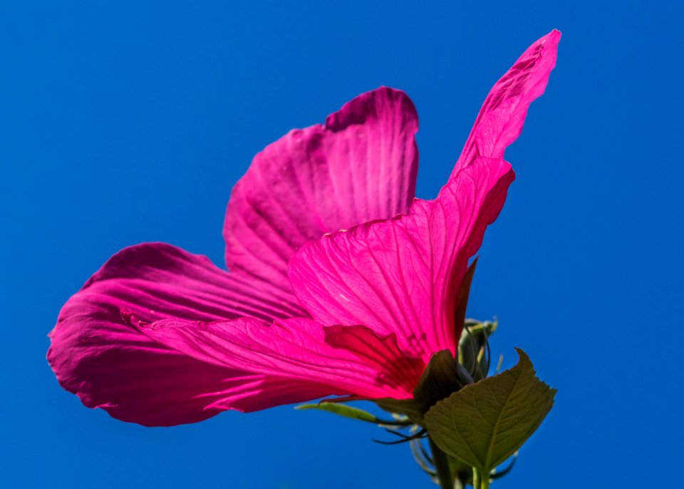 Flower Pink Red Flora