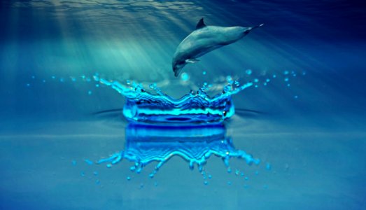 Water Blue Dolphin Marine Mammal photo