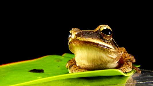 Toad Ranidae Amphibian Frog
