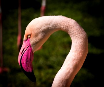 Flamingo Bird Beak Fauna photo